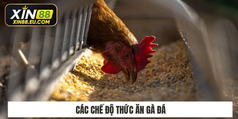 Các chế độ thức ăn gà đá​