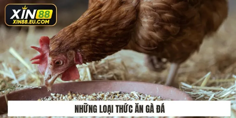 Những loại thức ăn gà đá​