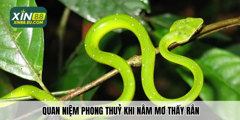 Quan niệm phong thuỷ khi nằm mơ thấy rắn
