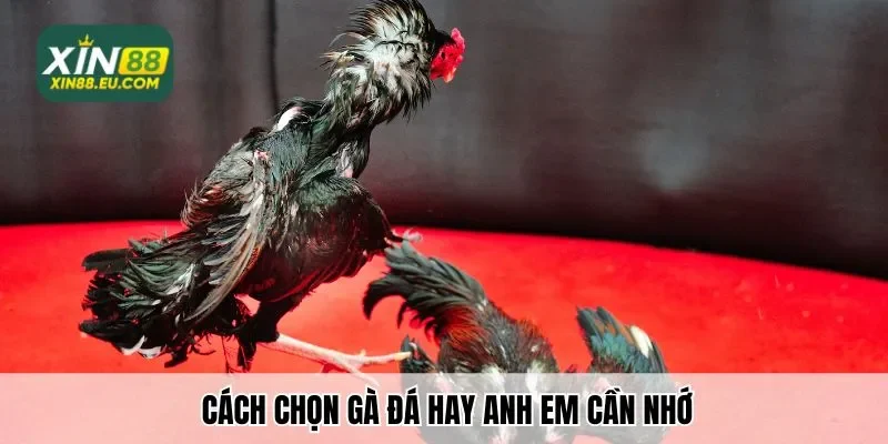 Cách chọn gà chọi hay anh em cần nhớ
